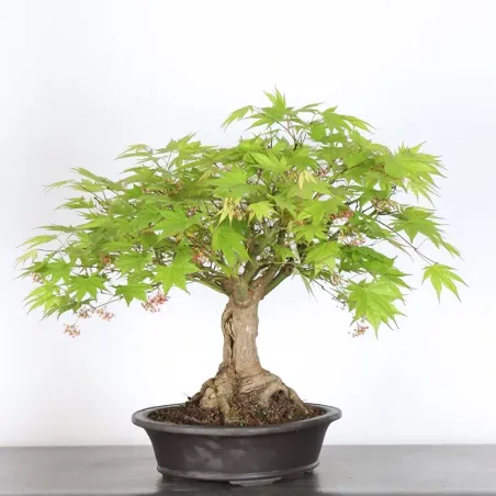 image supplémentaire - JAPANESE MAPLE "ACER...