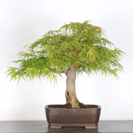 image supplémentaire - JAPANESE MAPLE "ACER...