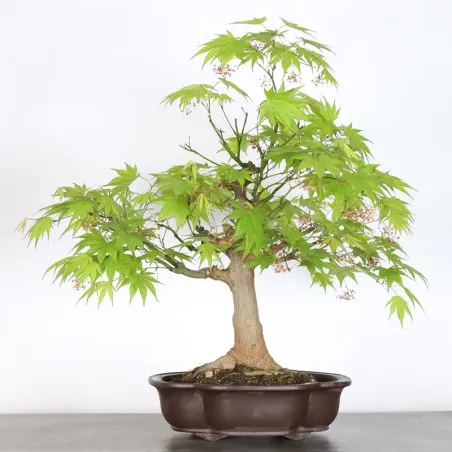 JAPANESE MAPLE "ACER PALMATUM" 7-2 (unknown cultivar)