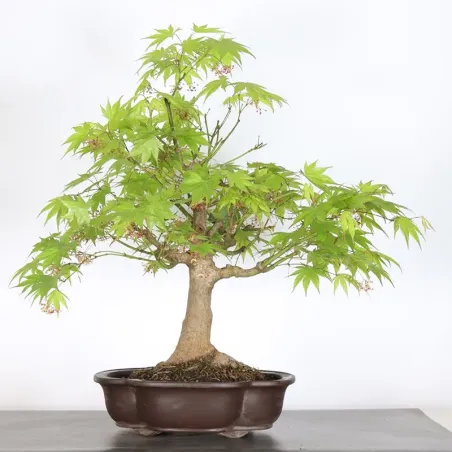 image supplémentaire - Érable du japon " ACER...
