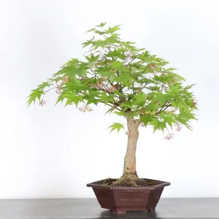 Bonsai Erable Palmatum Atropurpureum AA-2-3