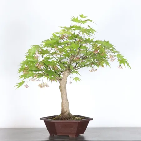 image supplémentaire - JAPANESE MAPLE "ACER...