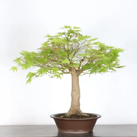 Érable du japon " ACER PALMATUM" 7-7 (cultivar non identifié)
