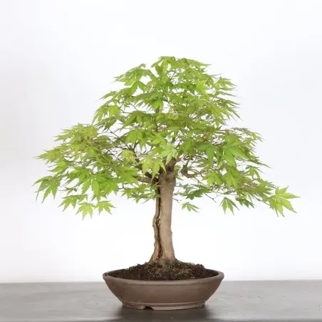 Bonsai Erable Palmatum Atropurpureum AA-1-5