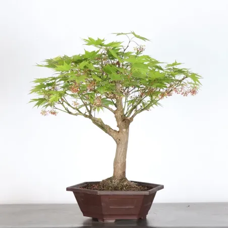 image supplémentaire - Érable du japon " ACER...