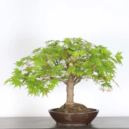 image supplémentaire - JAPANESE MAPLE "ACER...