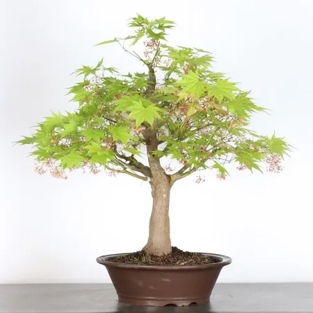 image supplémentaire - JAPANESE MAPLE "ACER...