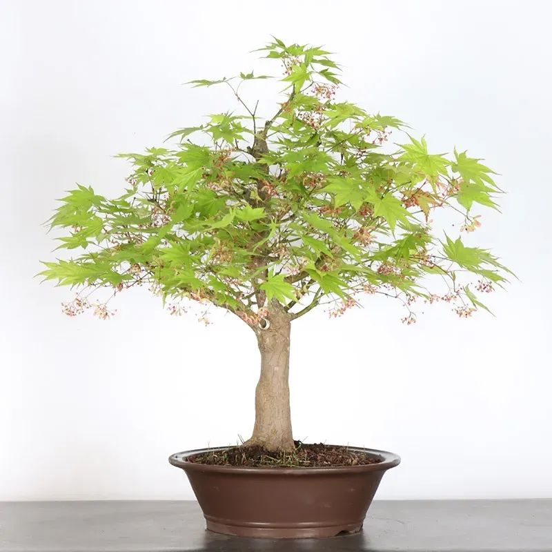 Érable du japon " ACER PALMATUM" 7-13 (cultivar non identifié)
