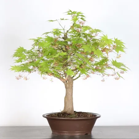 JAPANESE MAPLE "ACER PALMATUM" 7-13 (unknown cultivar)