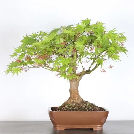 JAPANESE MAPLE "ACER PALMATUM" 7-4 (unknown cultivar)