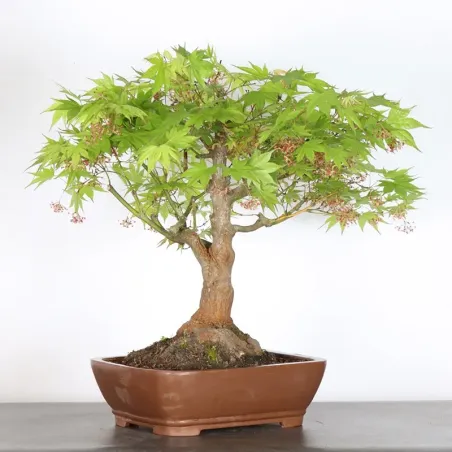 image supplémentaire - Érable du japon " ACER...