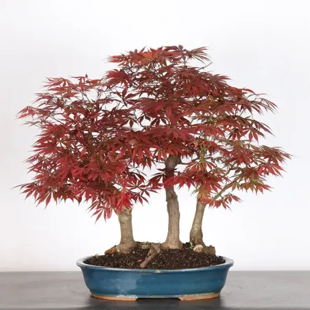 JAPANESE MAPLE FOREST "ACER ATROPURPUREUM" 1-11