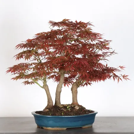 image supplémentaire - JAPANESE MAPLE FOREST "ACER...