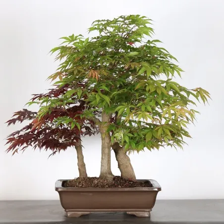 Forêt érable du japon " acer atropurpureum" 2-6