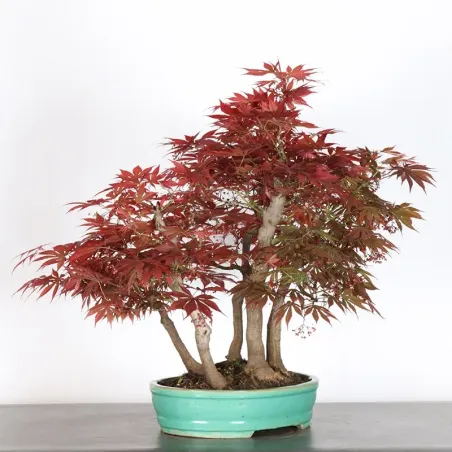 image supplémentaire - JAPANESE MAPLE FOREST "ACER...