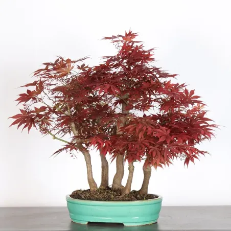 Bonsai Erable Palmatum Atropurpureum AA-2-2