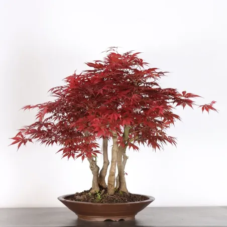 image supplémentaire - forêt érable du japon "...