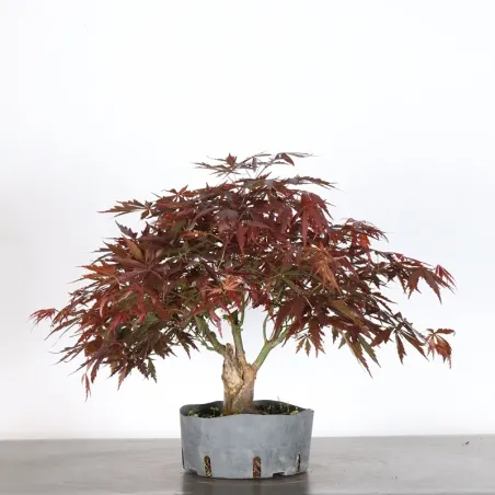 image supplémentaire - érable du Japon "ACER...