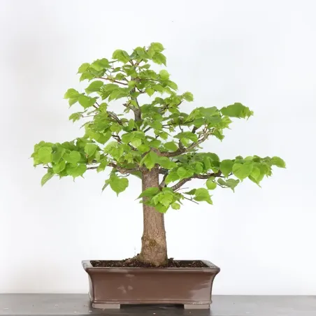 BONSAI TILLEUL "TILIA" 2-7