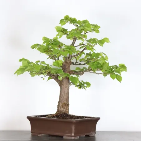 image supplémentaire - BONSAI TILLEUL "TILIA" 2-7