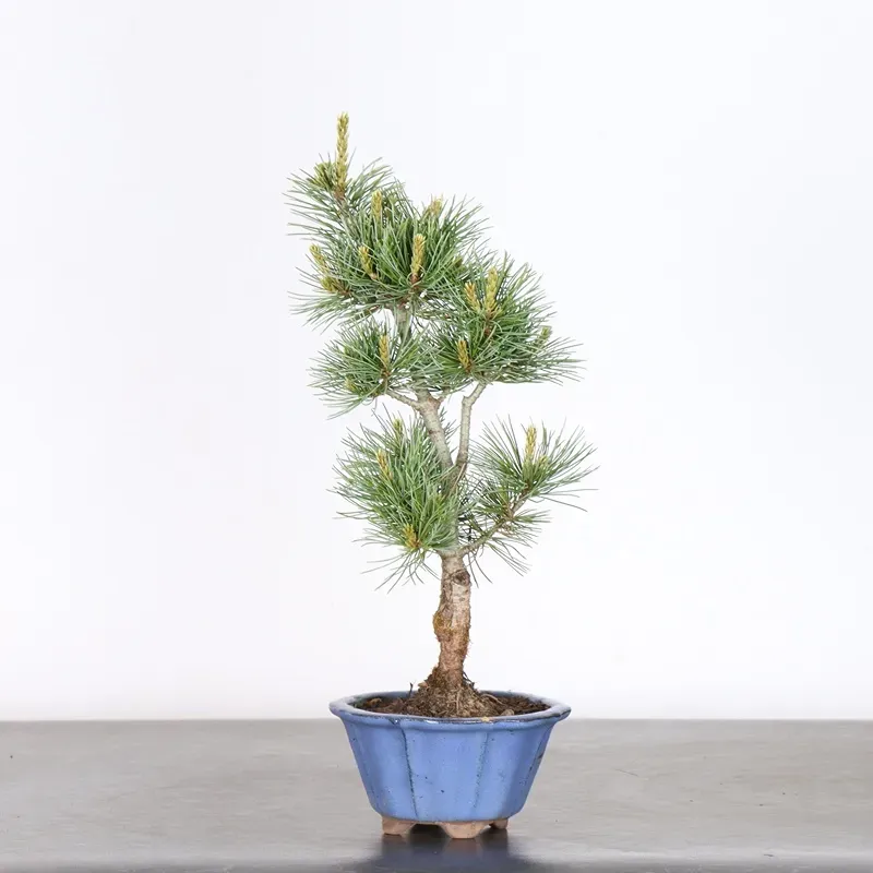 JAPANESE WHITE PINE “PENTAPHYLLA” 1-10