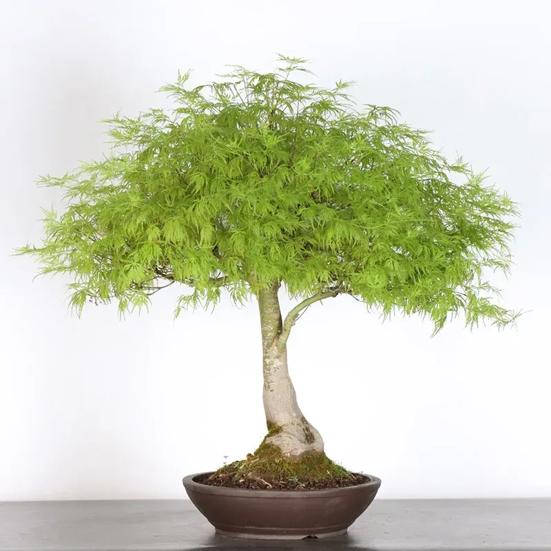 image supplémentaire - JAPANESE MAPLE "ACER...