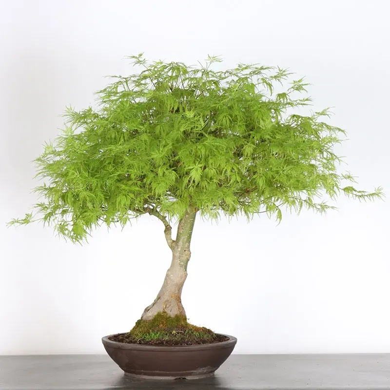JAPANESE MAPLE "ACER SEIRYU" 1-1