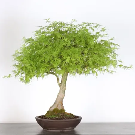 JAPANESE MAPLE "ACER SEIRYU" 1-1