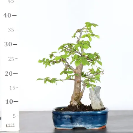 Bonsai Charms 1-4