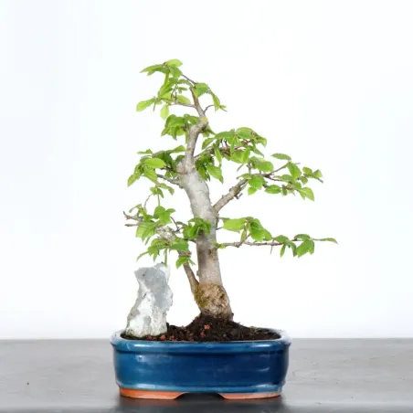 image supplémentaire - HORNBEAN "Carpinus" 1-4