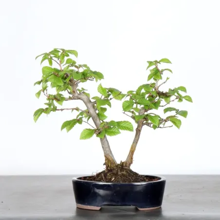 image supplémentaire - CHARME "Carpinus" 1-6