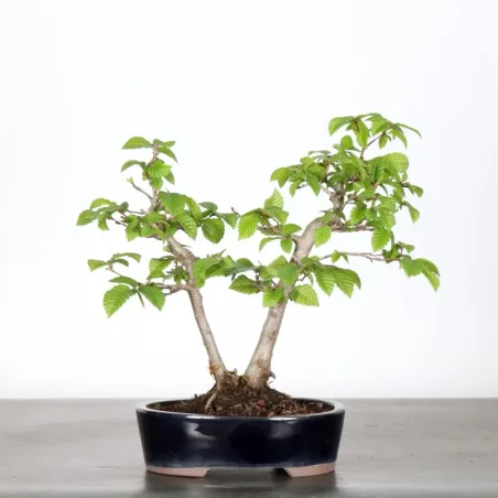 Bonsai Charmes CH-1-6