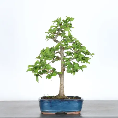 Hornbeam "Carpinus" 2-22