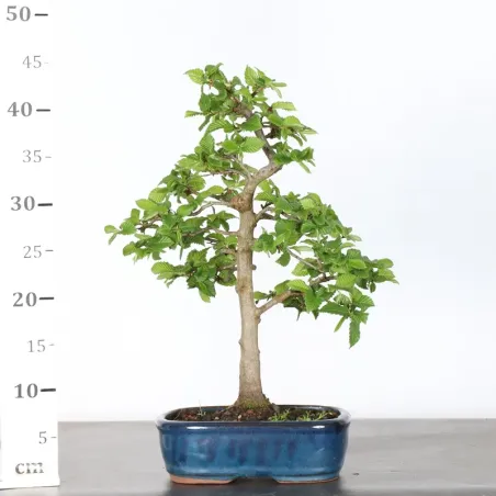 image supplémentaire - Hornbeam "Carpinus" 2-22