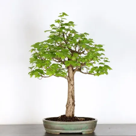 BONSAI LINDEN "TILIA" 2-14