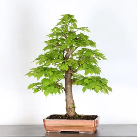 image supplémentaire - BONSAI LINDEN "TILIA" 2-15