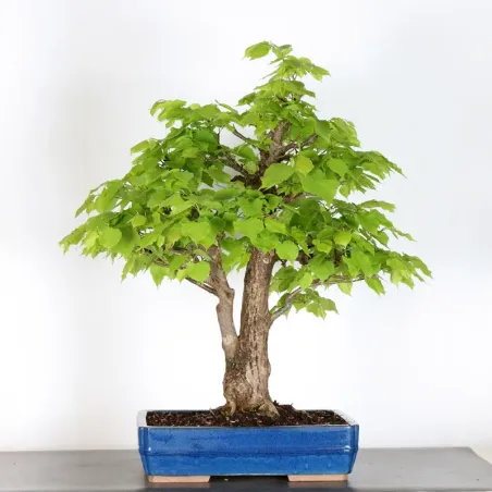 BONSAI TILLEUL "TILIA" 1-10