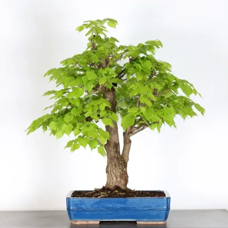 image supplémentaire - BONSAI LINDEN "TILIA" 1-10