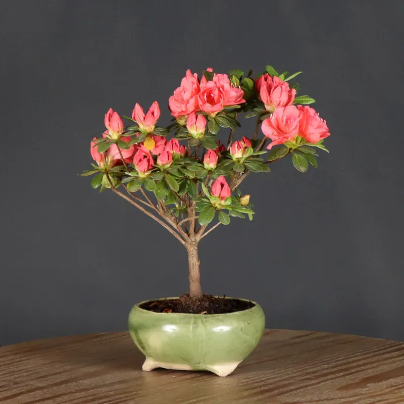 image supplémentaire - AZALEA JAPONICA 1-9