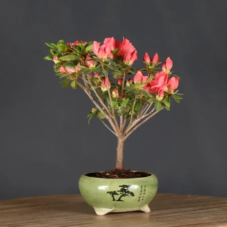 AZALEA JAPONICA 1-9
