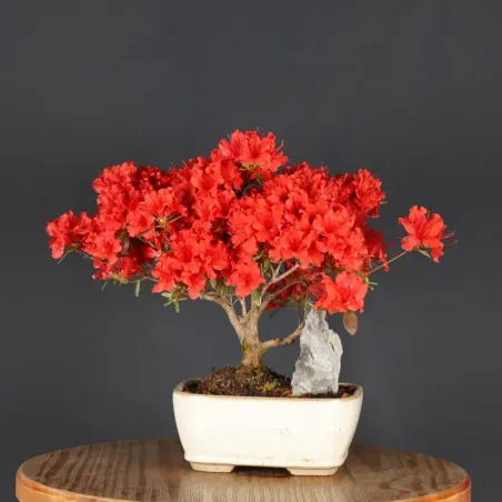JAPANESE AZALEA 2-2
