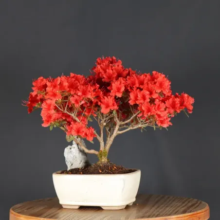 image supplémentaire - JAPANESE AZALEA 2-2