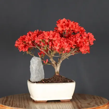 image supplémentaire - JAPANESE AZALEA 2-3