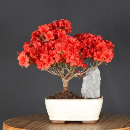 JAPANESE AZALEA 2-3