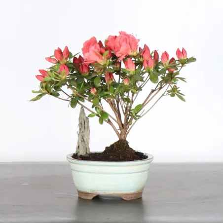 JAPANESE AZALEA 2-5