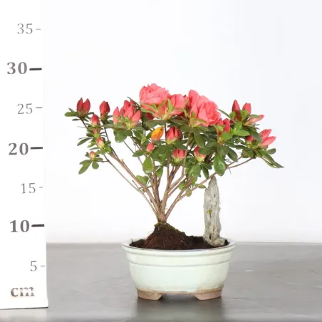 image supplémentaire - JAPANESE AZALEA 2-5