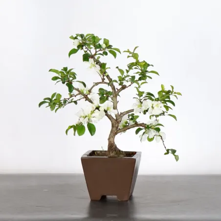 Bonsai Cognassier du Japon