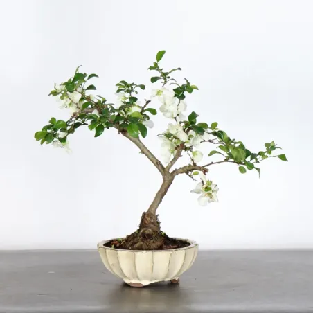 Bonsai Cognassier du Japon