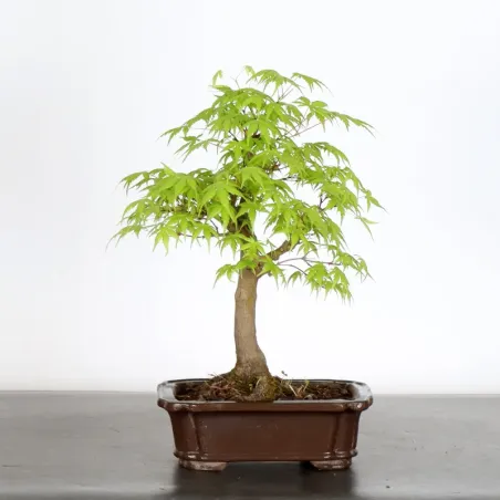 Erable Bonsai Acer Palmatum AP-1-3