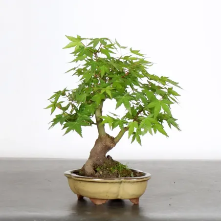 image supplémentaire - ERABLE DU JAPON "ACER...